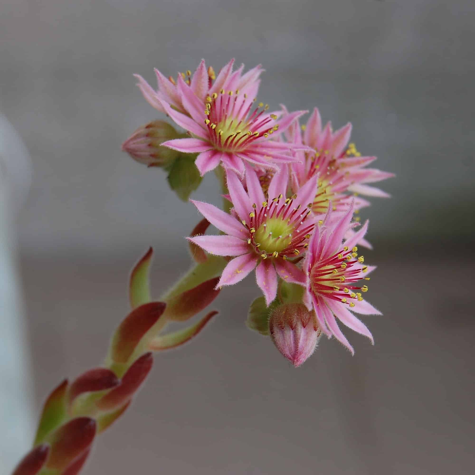 The sempervivum is a succulent with small flowers.