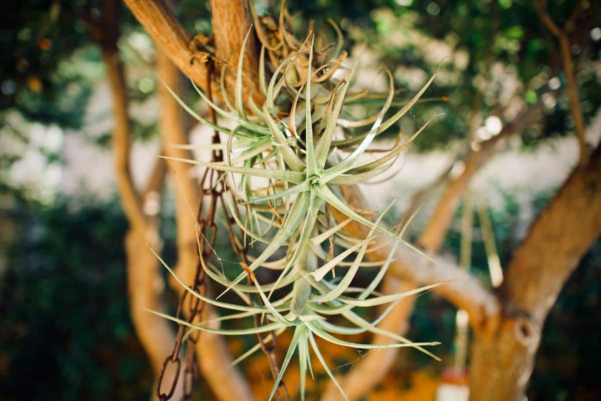 buy air plants
