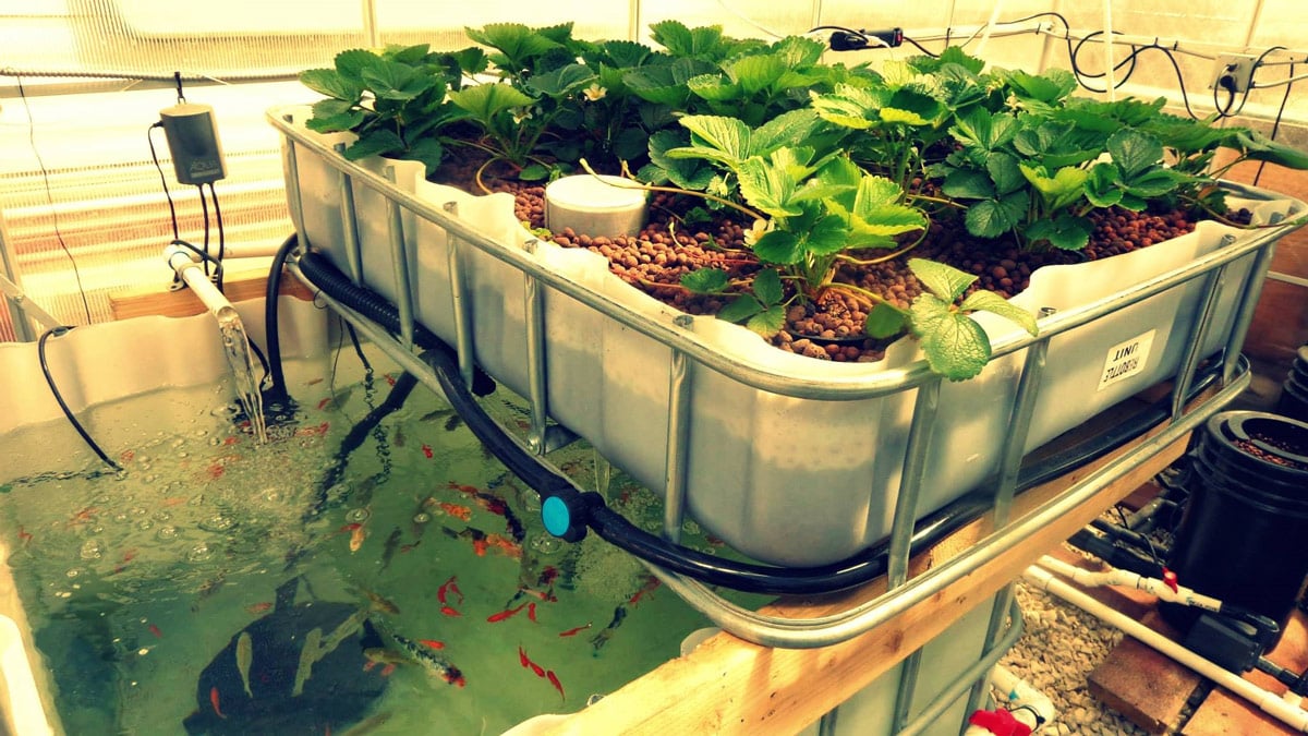aquaponic plantations