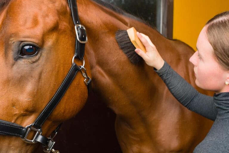 The basics of horse grooming for beginners