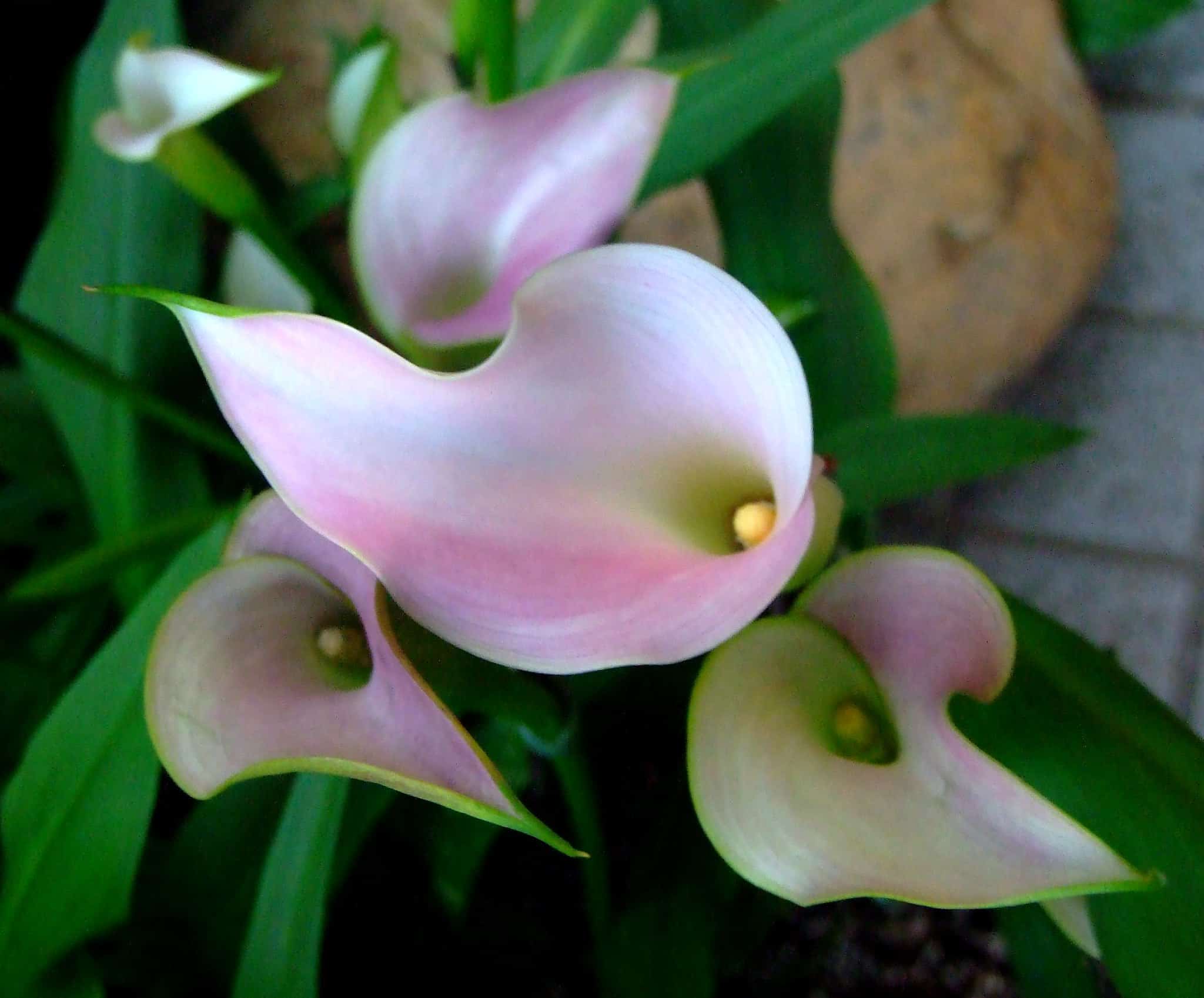 Colorful callas are sensitive to cold