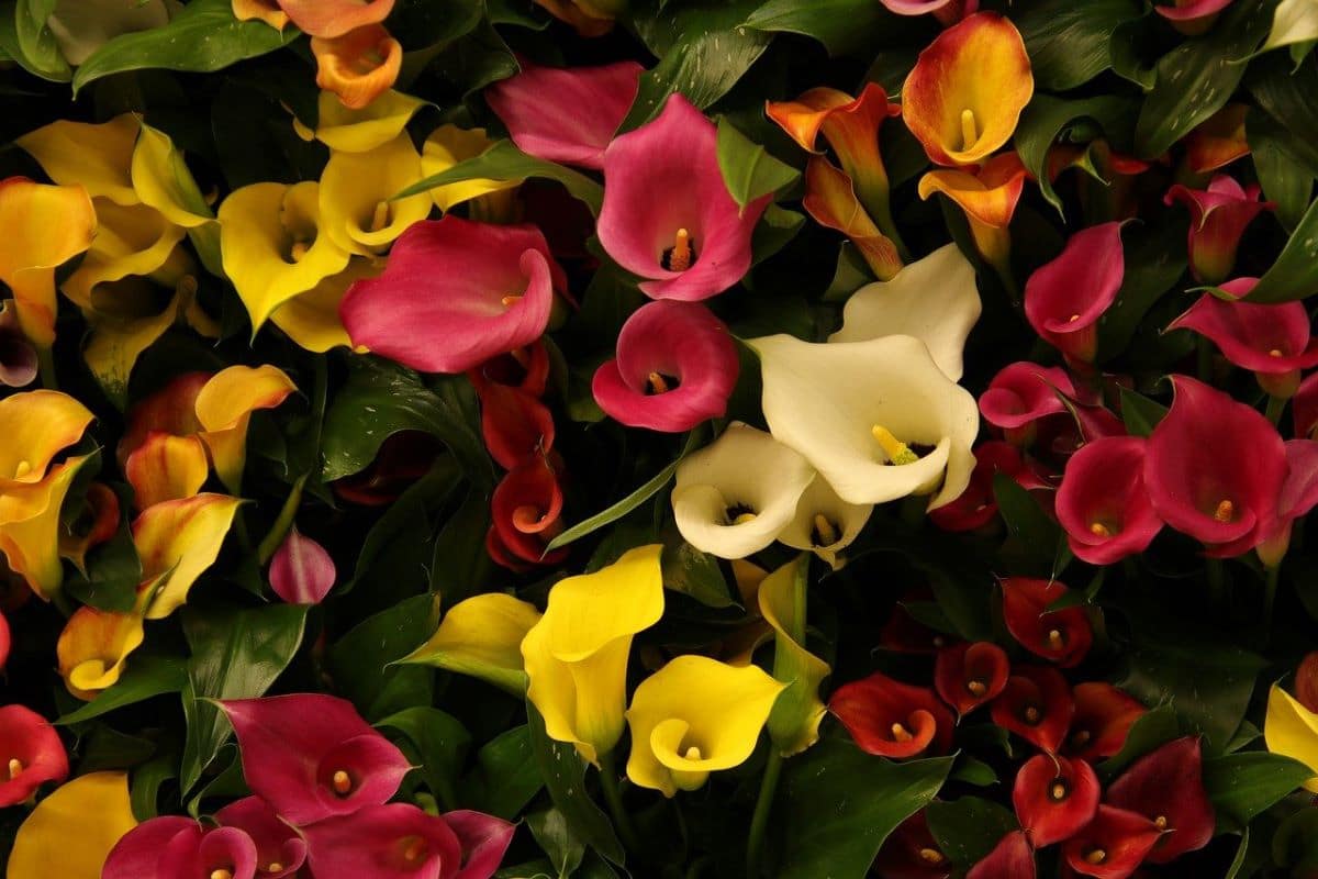 Colorful callas are semi-aquatic plants