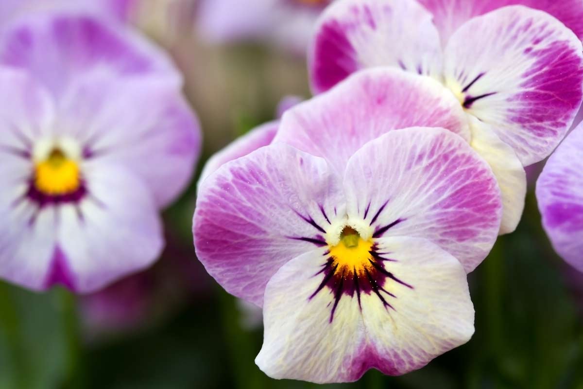 beautiful flowers to decorate