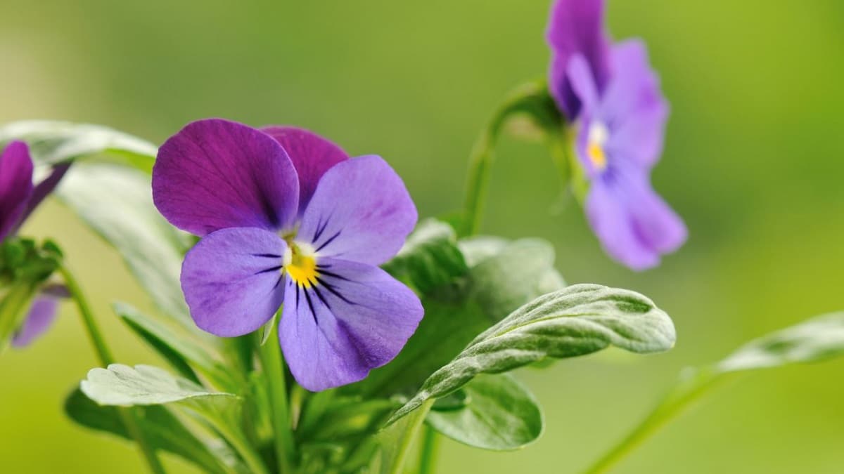 decorative flowers for the garden