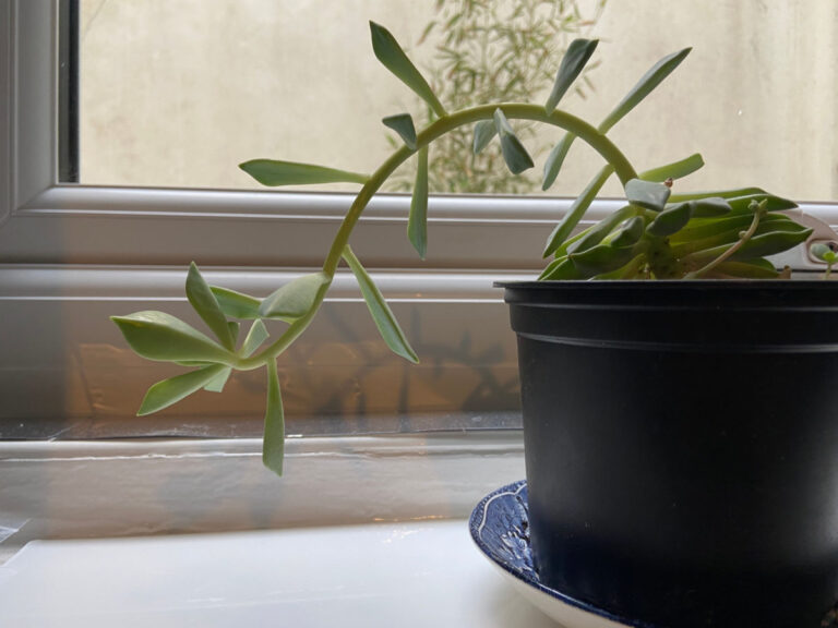 Fix Leggy Succulents (and Prevent Them in the Future) - ISPUZZLE