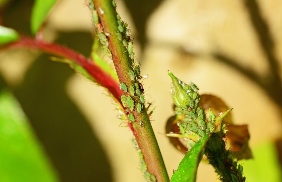 Roses can have several pests