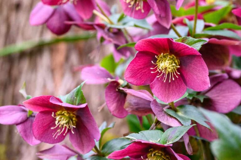 How to plant and care for this winter bloomer