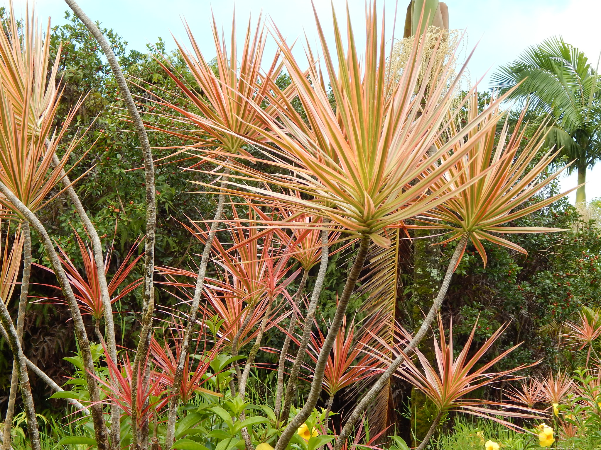 View of the Dracaena marginata