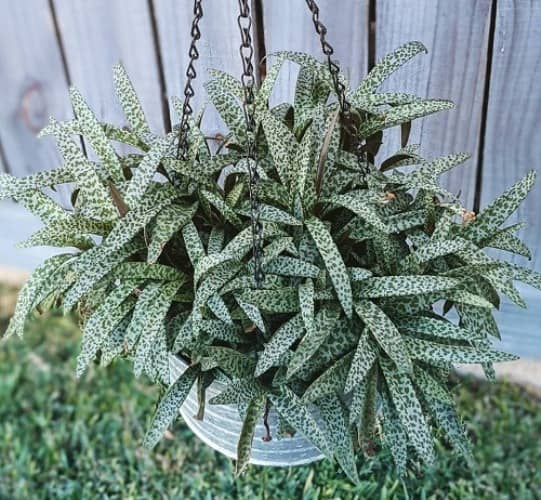 scylla cultivar