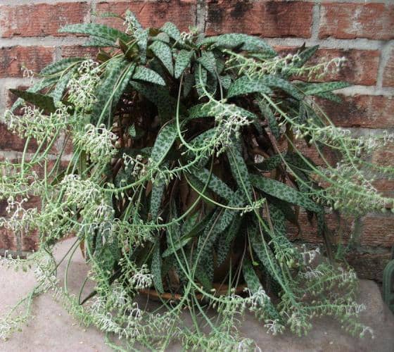 scylla cultivar