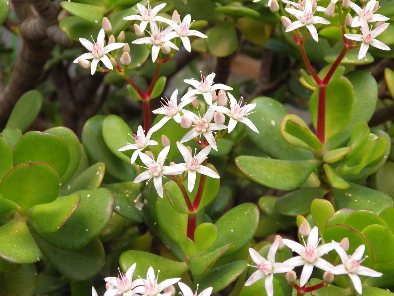 The flowers of Crassula ovata are white.