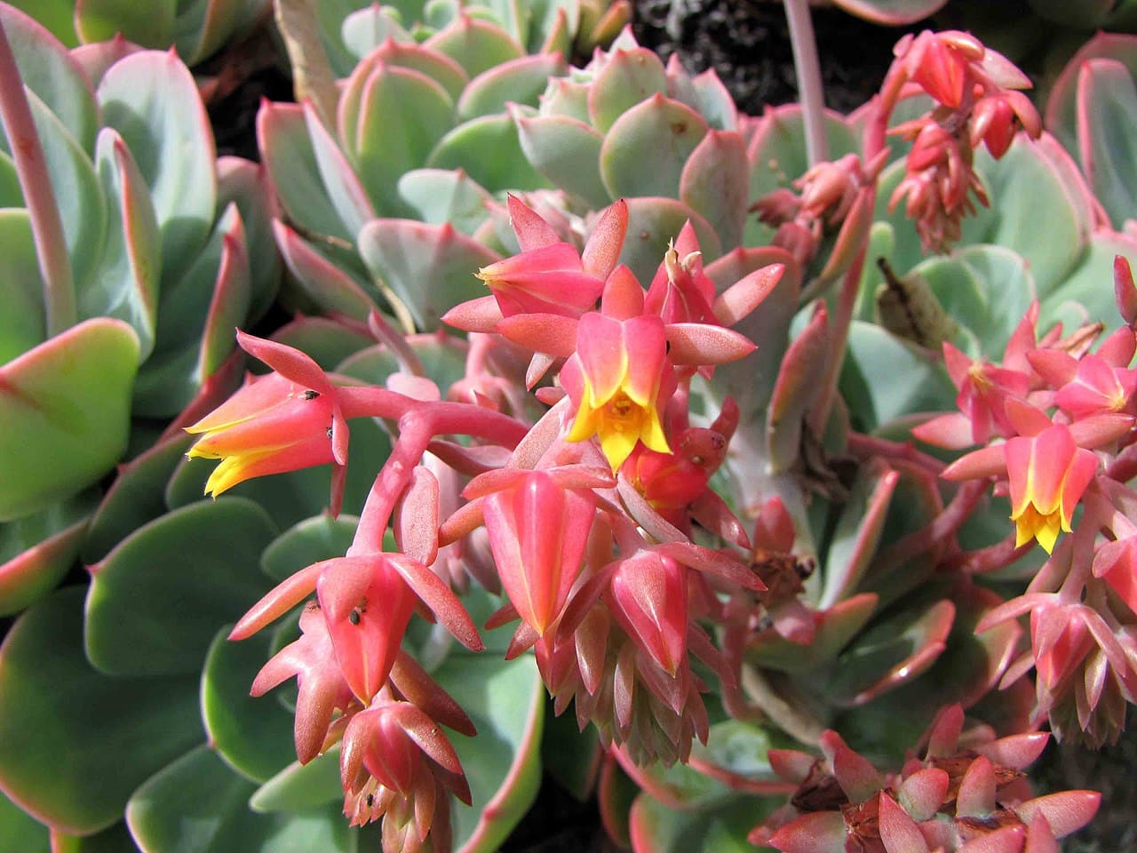 Echeveria x imbricata produces fleshy flowers
