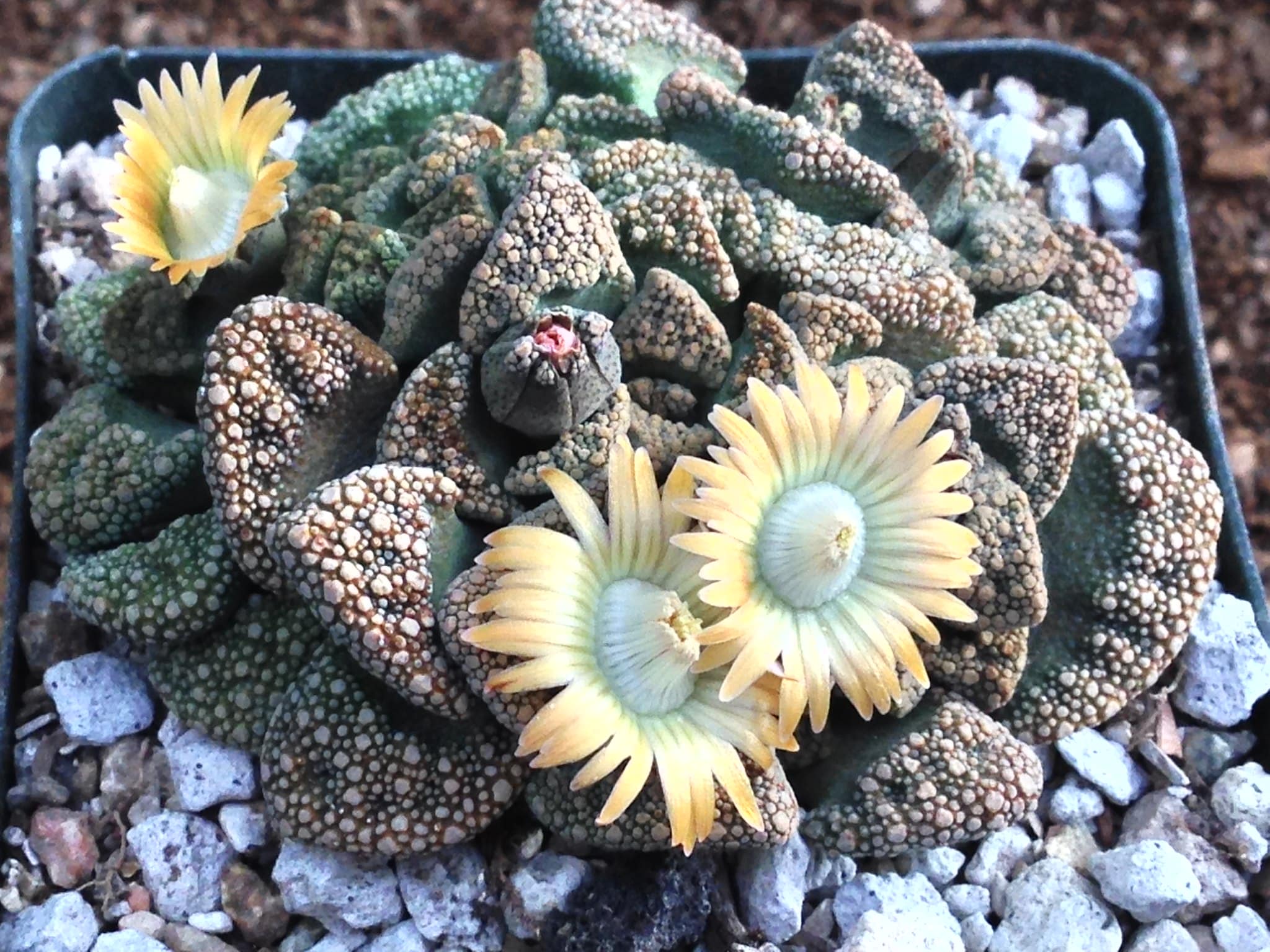 Titanopsis calcarea is a yellow flowering succulent plant