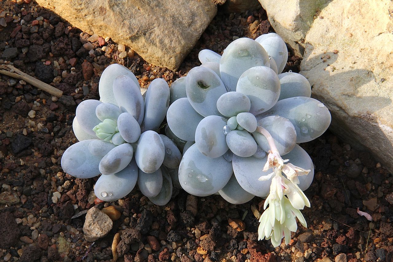 Pachyphytum oviferum is a small succulent