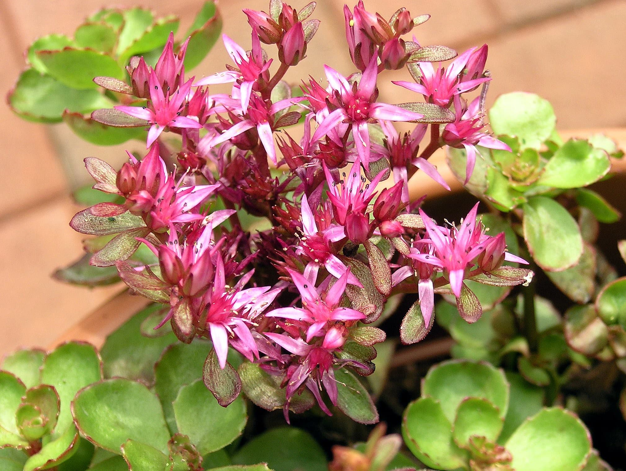 Sedum spurium is a succulent with pink flowers