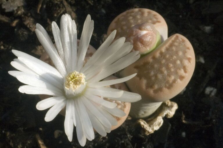 Los lithops son plantas crasas con flor