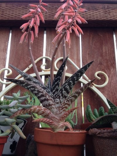 The flowers of Aloe variegata are red.