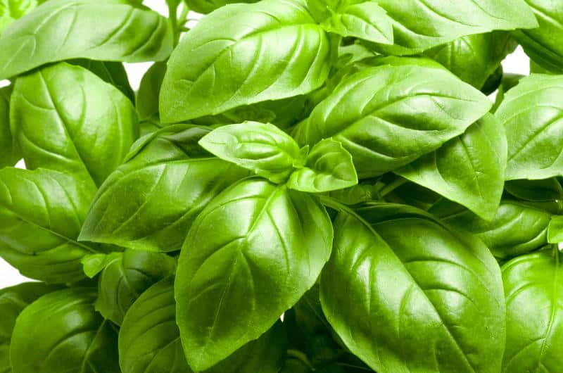 basil