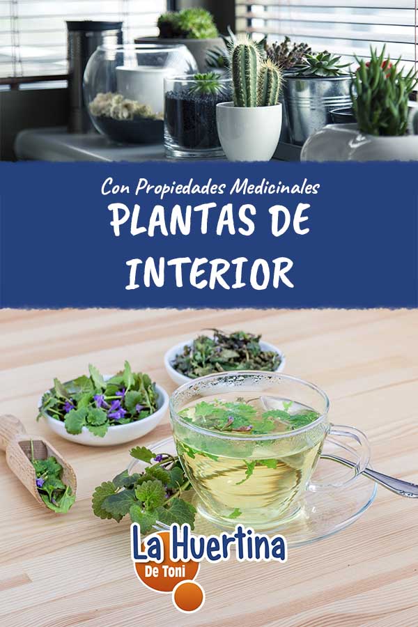 indoor medicinal plants