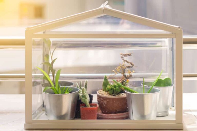 How to Make and Use a Miniature Indoor Greenhouse