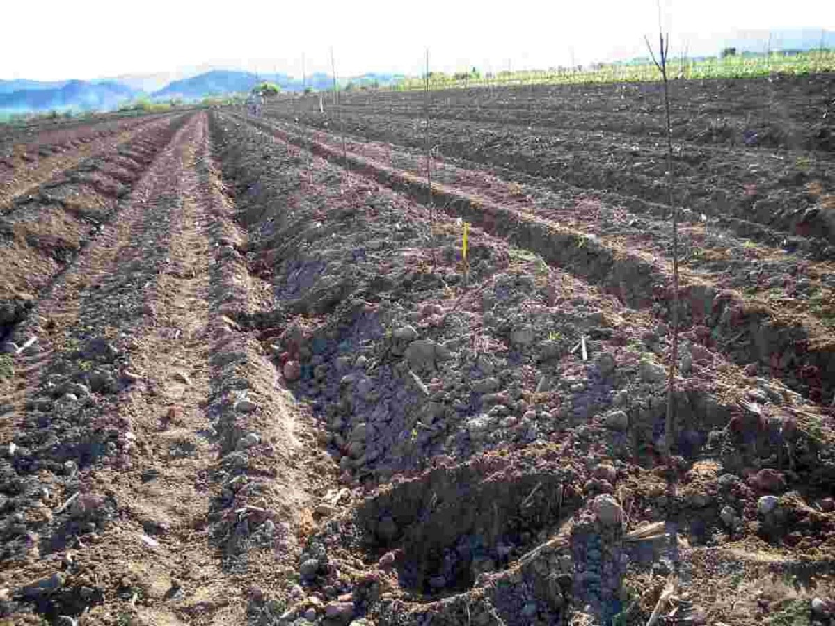 How to level a ground with many irregularities for cultivation