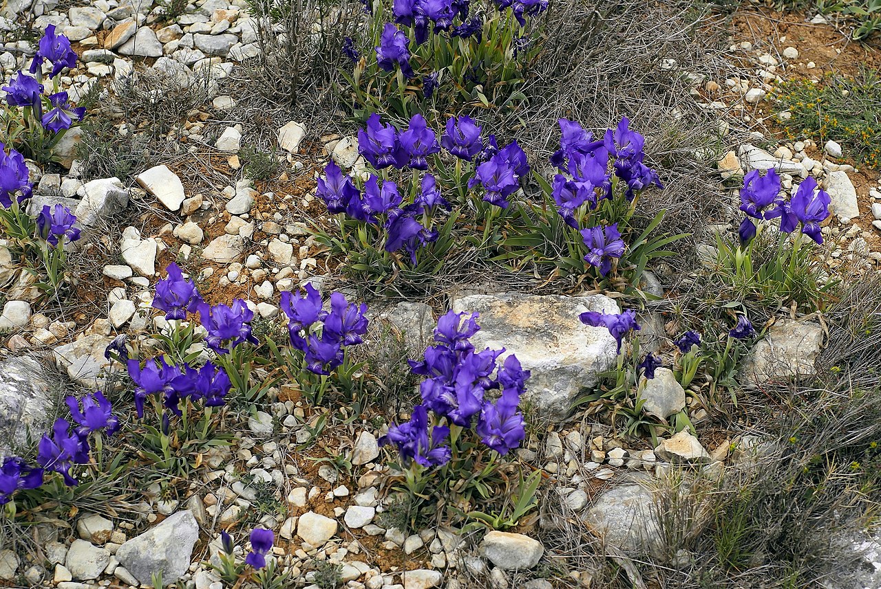 Iris lutescens grows in the Mediterranean