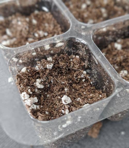 sow succulent seeds