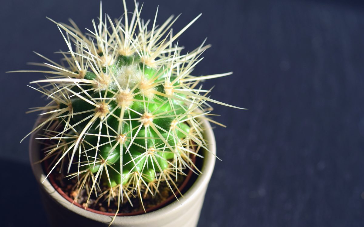 Planting cacti is not very easy
