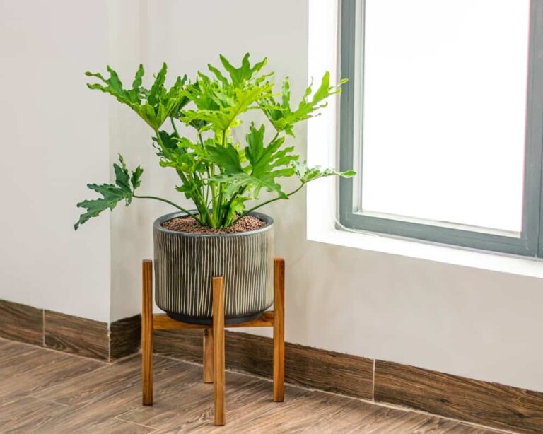 Growing and Caring for Tree Philodendrons
