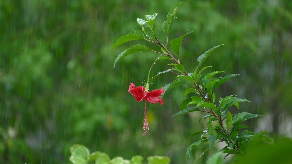 raining hibiscus flower
