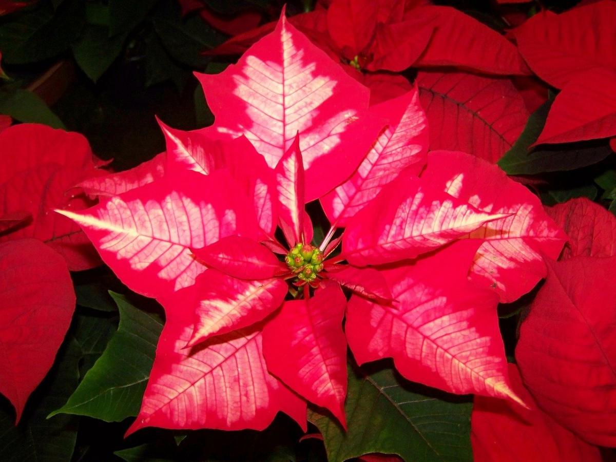 You have to water the poinsettia