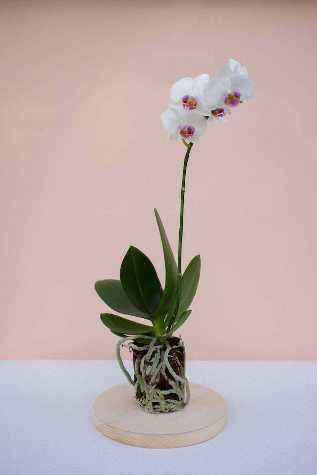 orchid care