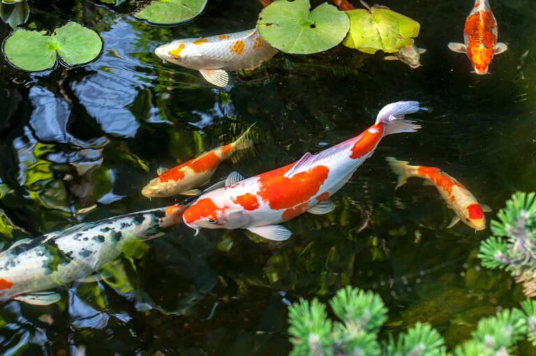7 of the best fish for your garden pond