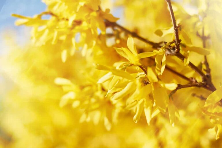 How to Grow and Care for Forsythia
