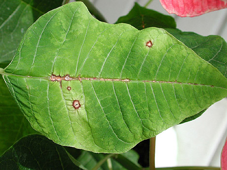 anthracnose poinsettia