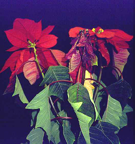 Phytophthora sp poinsettia
