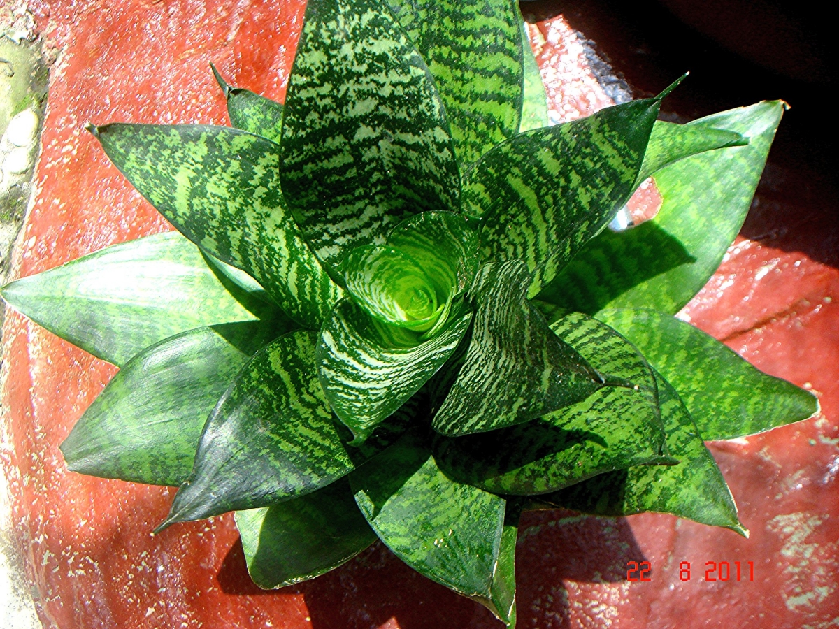 The Sanseviera is a perennial plant that can be in the hallway