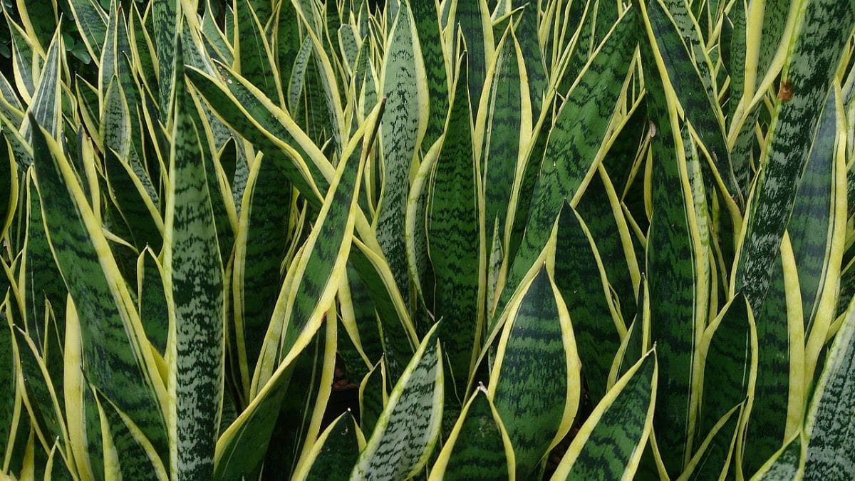 Sansevieria is transplanted in the spring