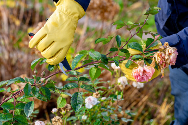 Cuidado de rosas de otoño: 7 trabajos de otoño para grandes flores de verano