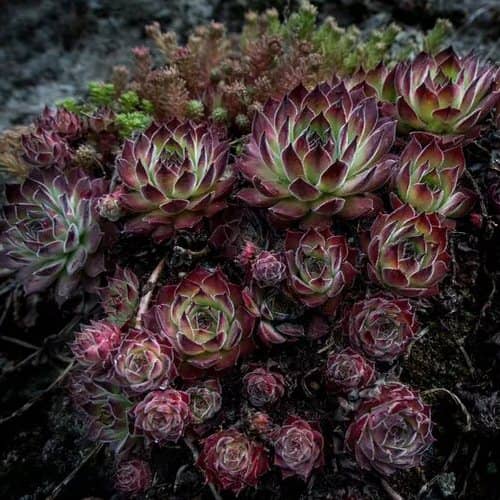 black succulents