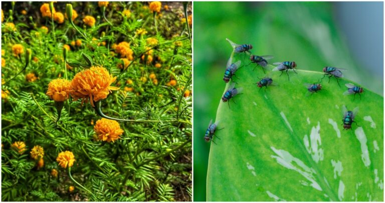 9 plantas de jardín versátiles que repelen moscas (y otras plagas)