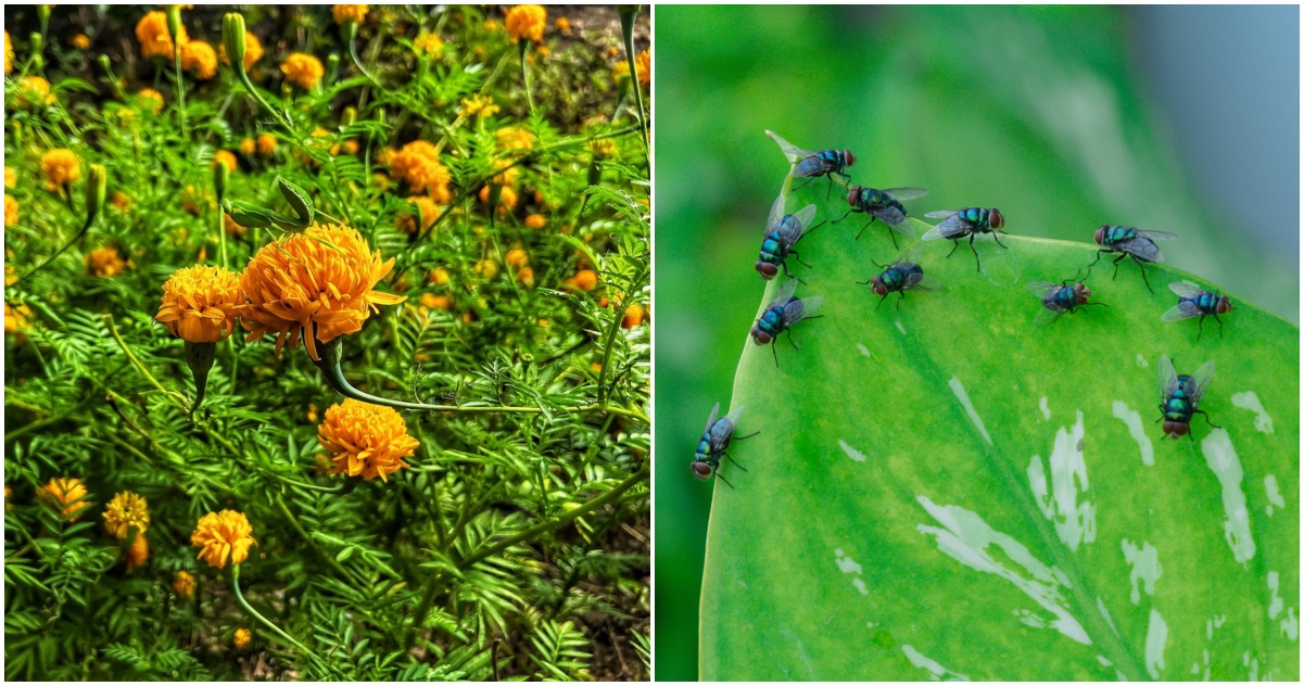 9 Versatile Garden Plants That Repel Flies (and Other Pests)