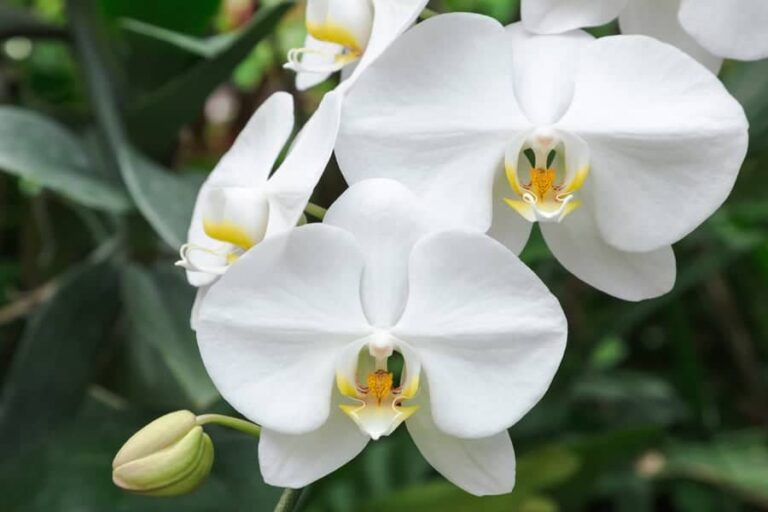 las orquídeas son buenos regalos