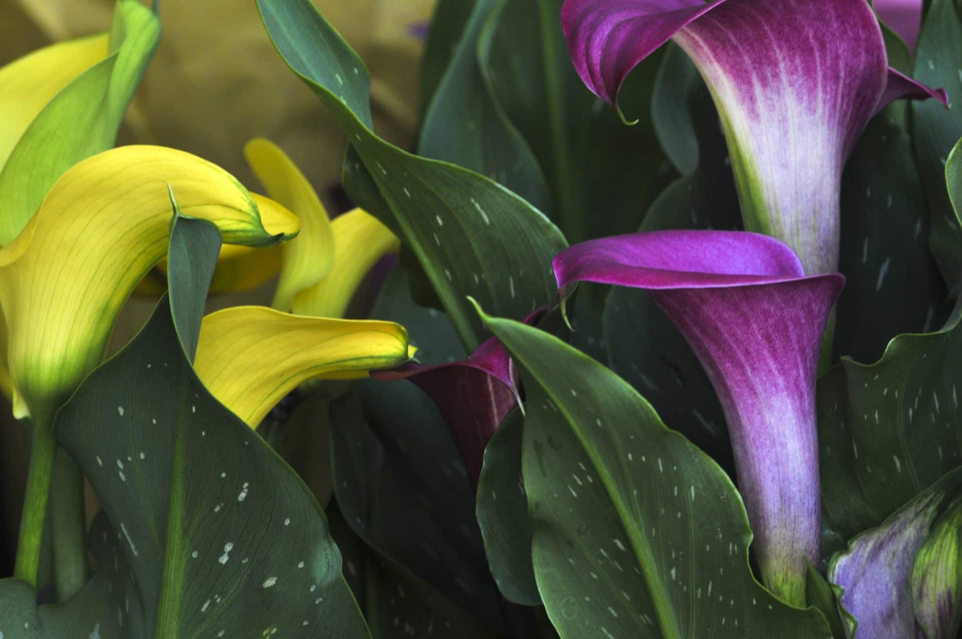 Colorful callas can be inside and outside the house