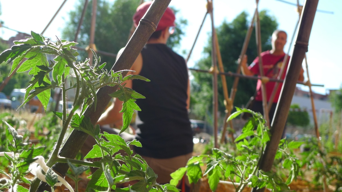How to know how far apart tomatoes are planted