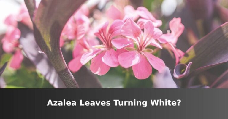 Azalea leaves turn white [5 Causes And Solutions] –ISBUZZLE