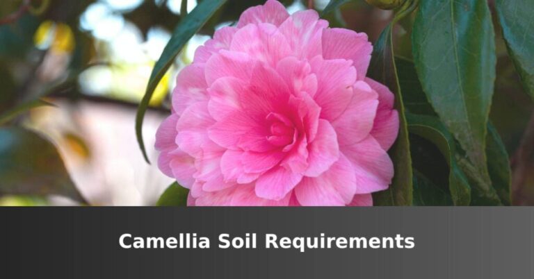Camellia Soil Requirements [Everything You Need] –ISBUZZLE