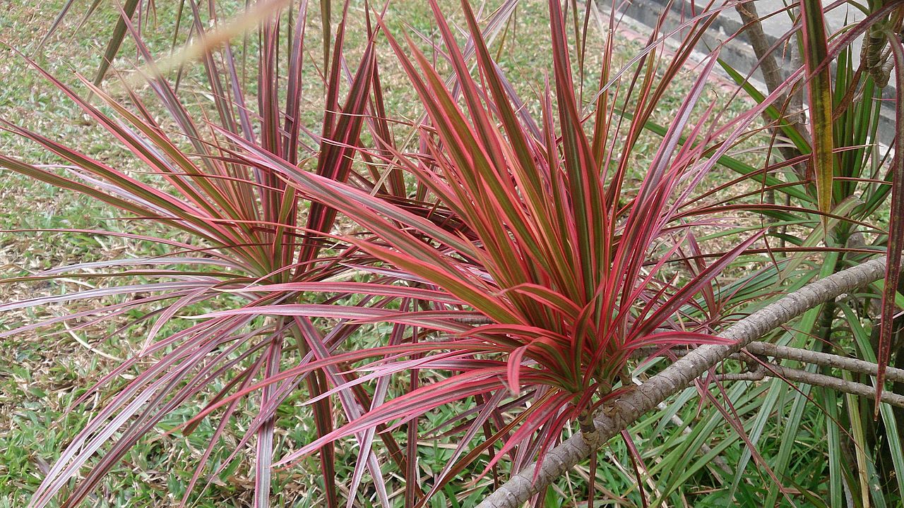 Dracaena marginata is a perennial shrub.