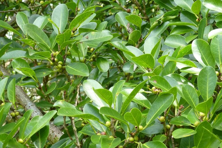 Los ficus son &aacute;rboles de climas c&aacute;lidos