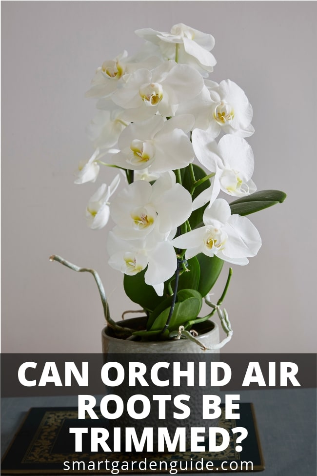 ¿Se pueden recortar las raíces aéreas de las orquídeas?